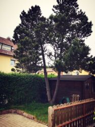 Baumfällung - für uns kein Problem.